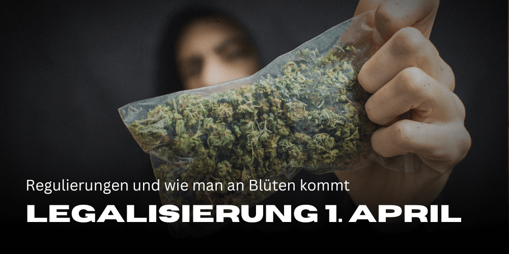 Cannabis legalisation 1 April 2024: Regulations and how to get Flowers