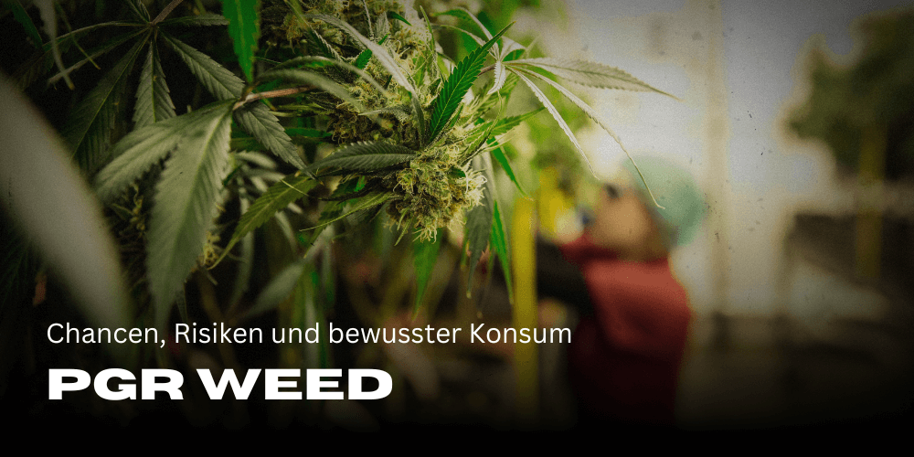 PGR Weed: Opportunities, risks and conscious consumption