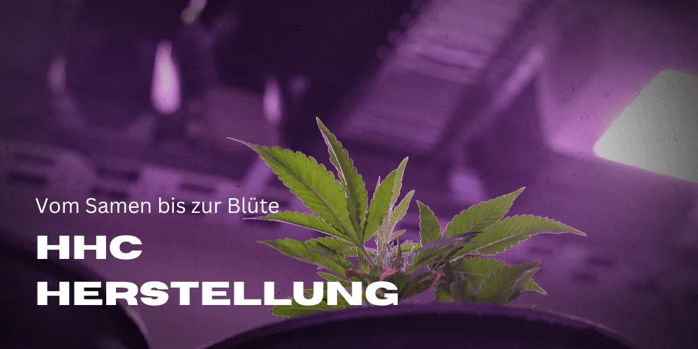 HHC Herstellung - wie wird HHC gewonnen?
