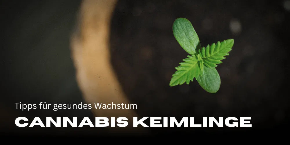 Cannabis Keimlinge: Tipps für gesundes Wachstum
