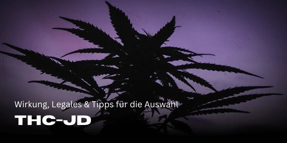 THC JD: Wirkung, Legales und Tipps für die Auswahl