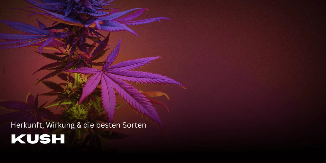 Kush: Herkunft, Wirkung & die besten Sorten im Überblick