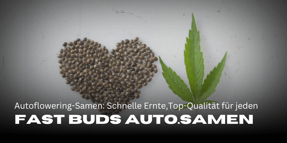 Fast Buds autoflowering seeds: Fast harvests with top quality for every grower