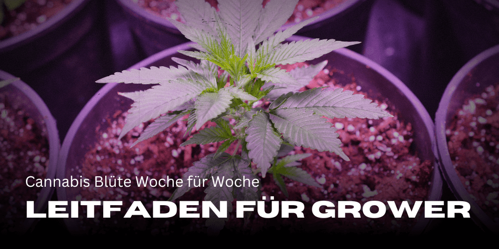 Cannabis Blüte Woche für Woche: Ein Leitfaden für Grower