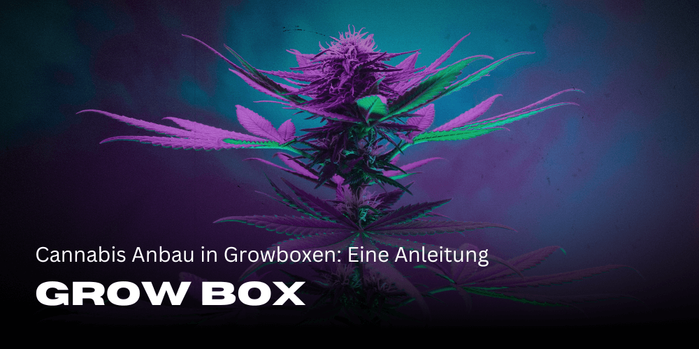Cannabis Anbau in Growboxen: Eine Anleitung