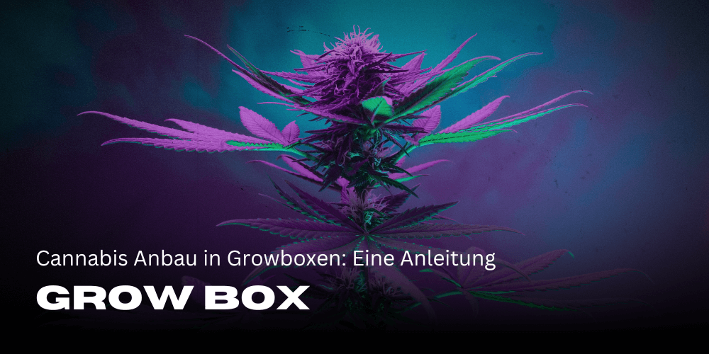 Cannabis cultivation in grow boxes: A guide