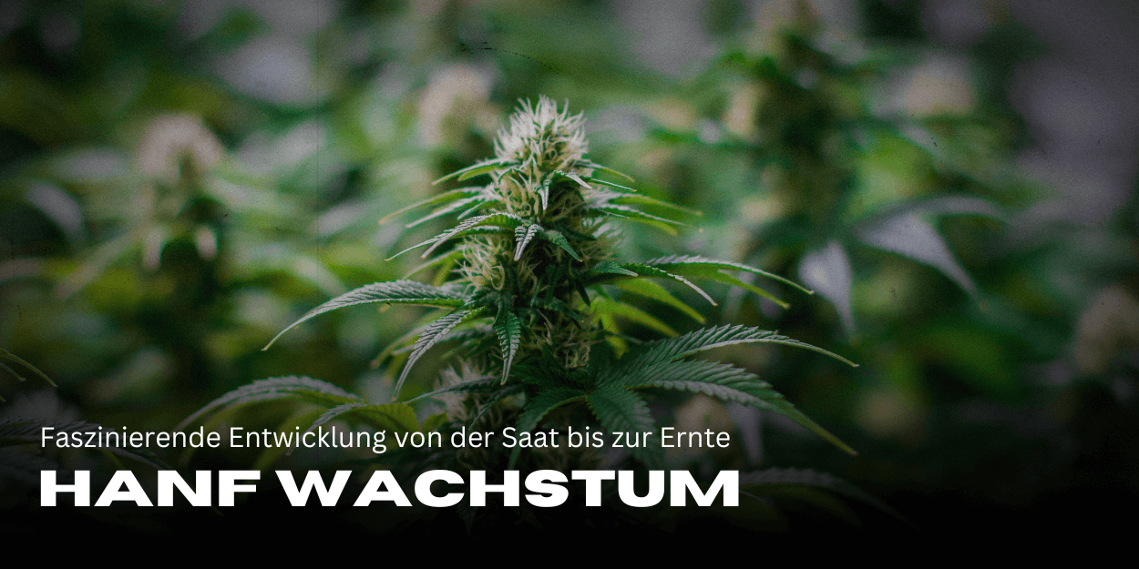 Hanf Wachstum im Zeitraffer