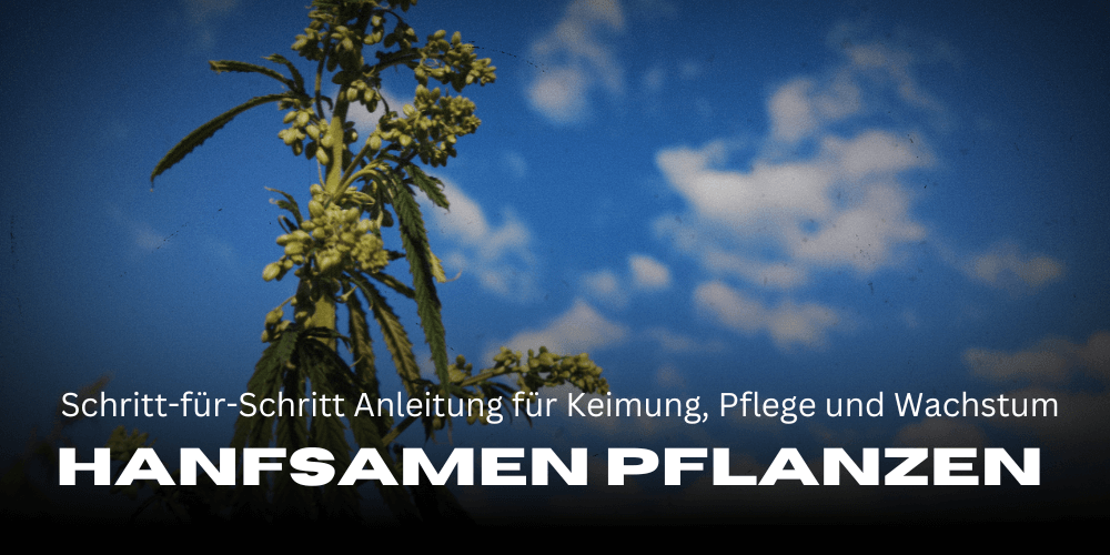 Hanfsamen pflanzen: Schritt-für-Schritt Anleitung für Keimung, Pflege und Wachstum