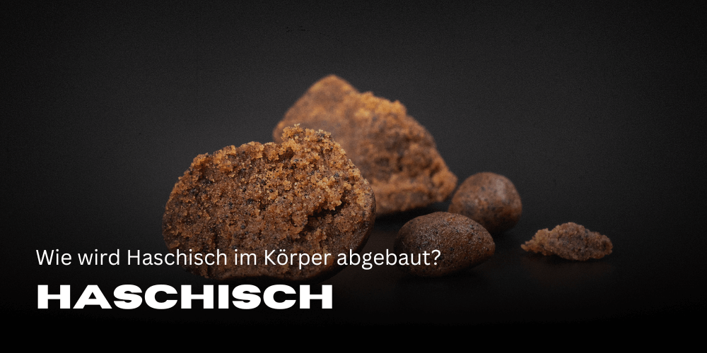 Wie wird Haschisch im Körper abgebaut?