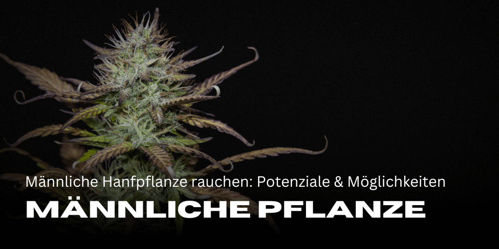 Männliche Hanfpflanze rauchen: Potenziale und Nutzungsmöglichkeiten