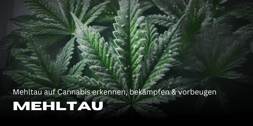 Mehltau auf Cannabis erkennen, bekämpfen & vorbeugen