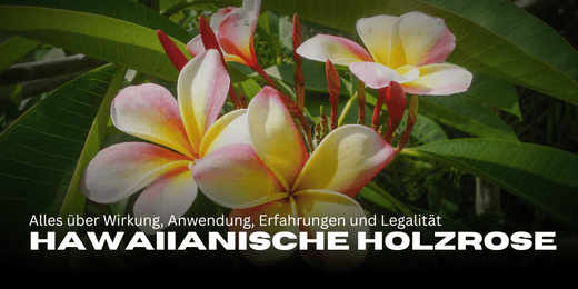 Hawaiian wood rose: All about effects, application, experiences and legality