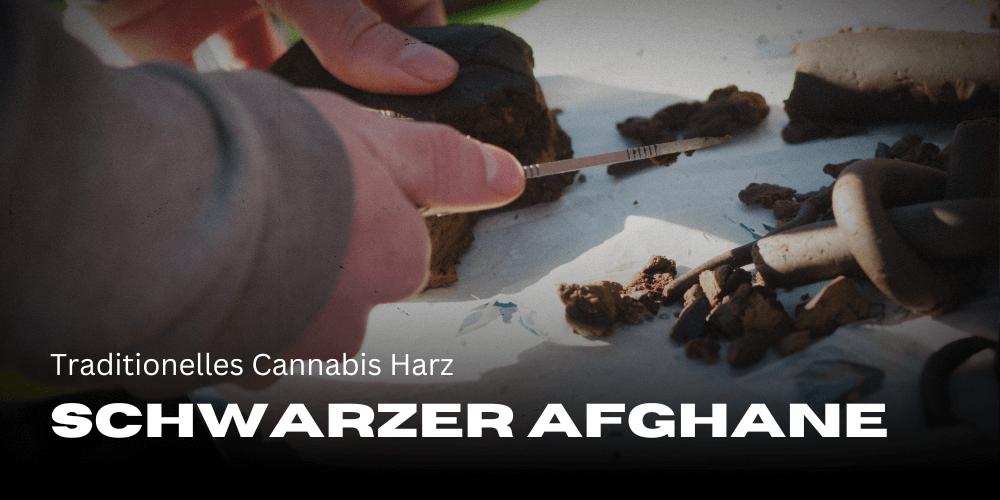 Schwarzer Afghane: Traditionelles Cannabis Harz