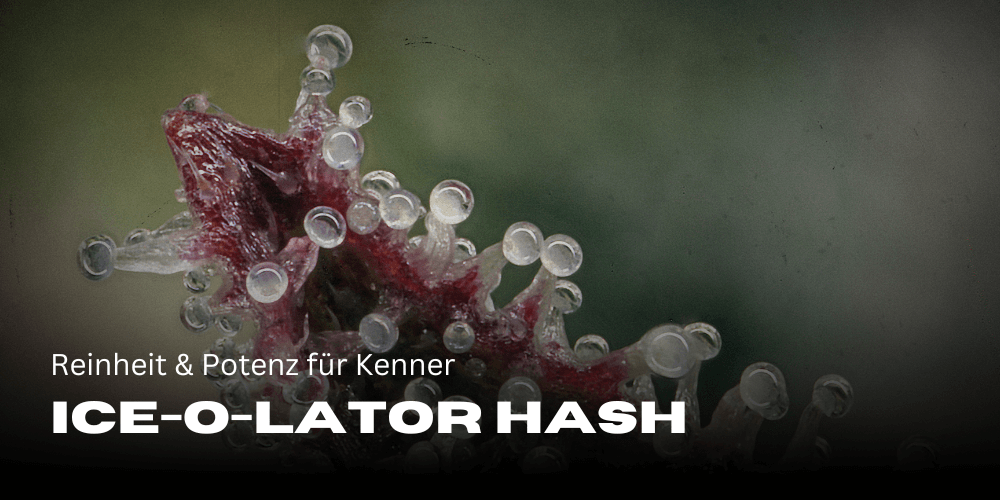 Ice-O-Lator Hash: Reinheit & Potenz für Kenner