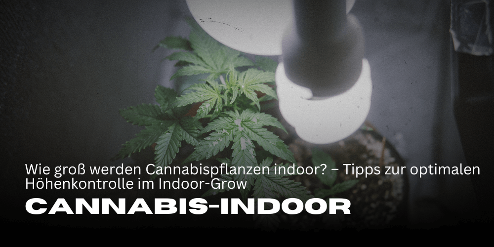 How tall do cannabis plants grow indoors - tips for optimal height control in indoor growing