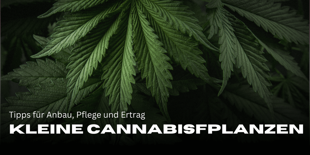 Small cannabis plants: Tips for cultivation, care and yield