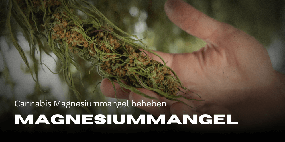 Cannabis Magnesiummangel beheben