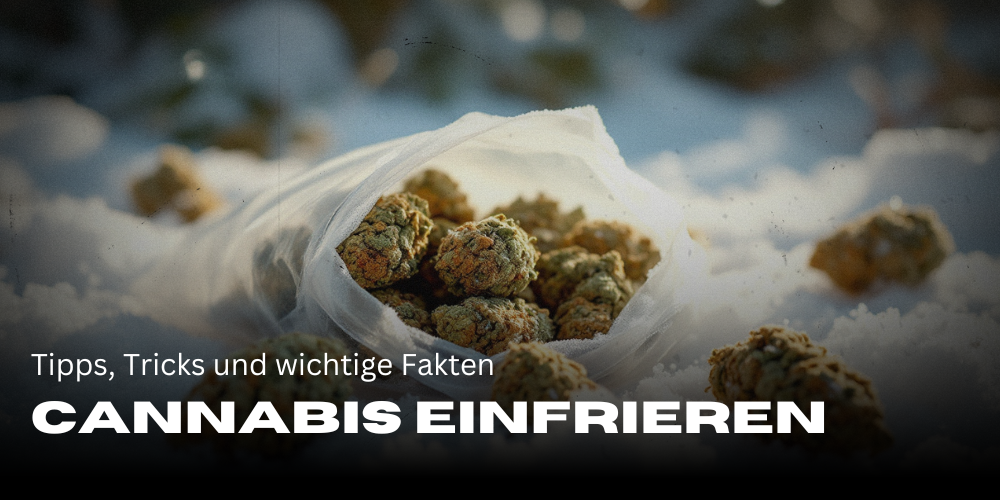 Cannabis invriezen - tips, trucs en belangrijke feiten 