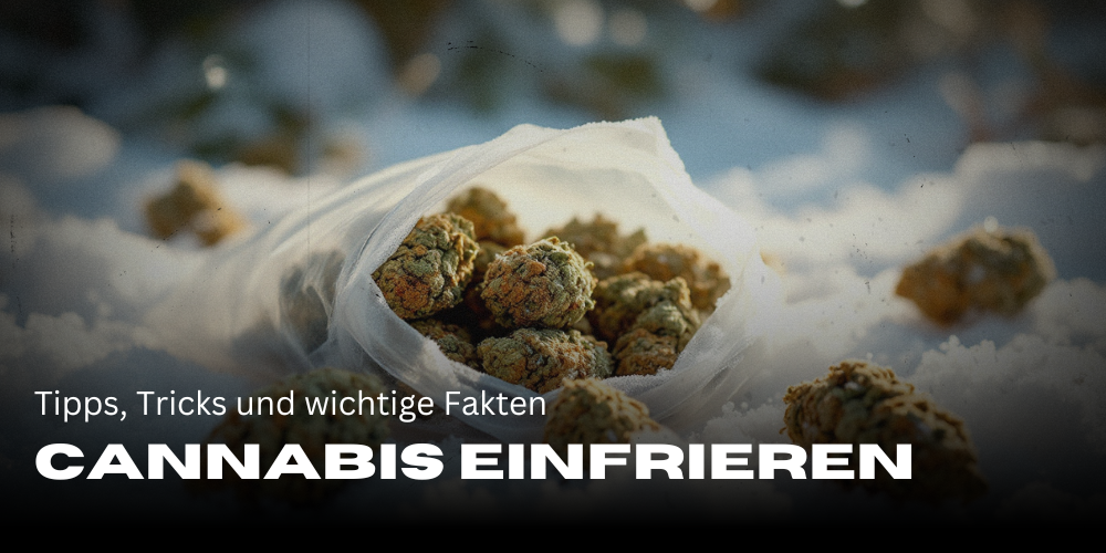 Cannabis einfrieren – Tipps, Tricks und wichtige Fakten