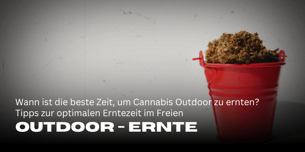Wanneer kun je het beste buiten cannabis oogsten? Tips over de beste tijd om buiten te oogsten 
