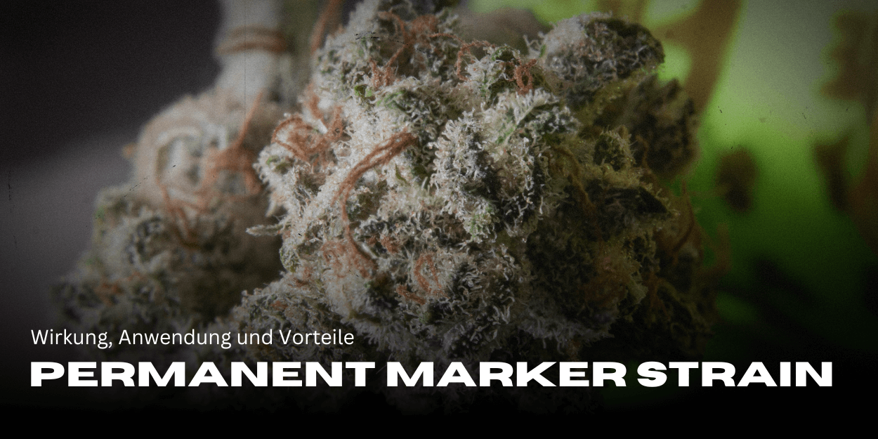 Permanent Marker Strain: Wirkung, Eigenschaften und Vorteile