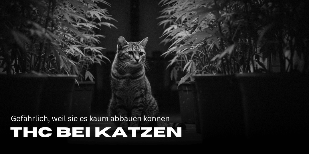 THC in cats: Dangerous because they can hardly break it down