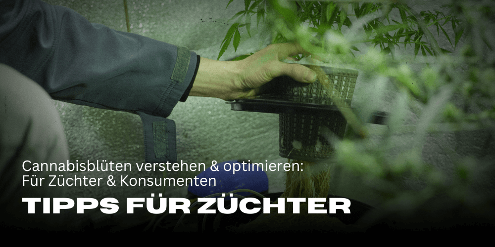 Cannabisblüten verstehen und optimieren: Tipps für Züchter und Konsumenten