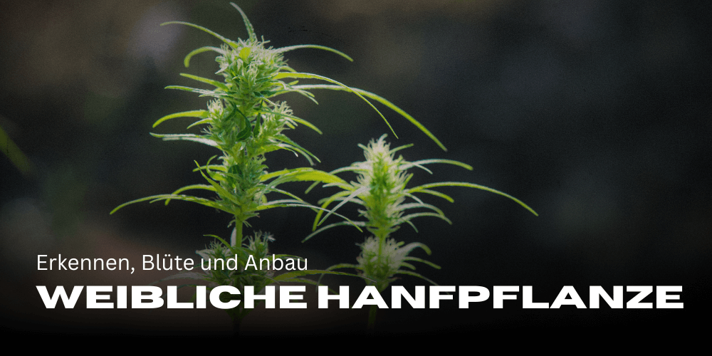 Weibliche Hanfpflanze: Erkennen, Blüte und Anbau