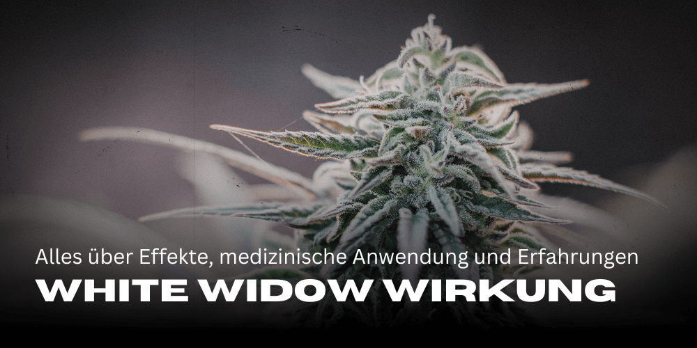 White Widow Wirkung: Alles über Effekte, medizinische Anwendung und Erfahrungen