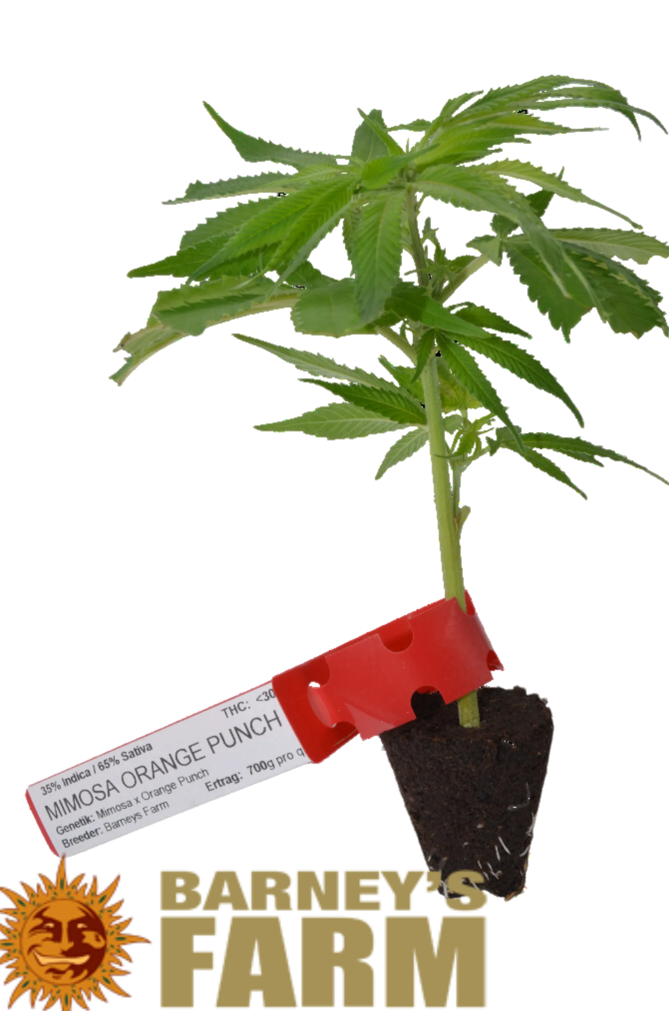 Cannabis Stecklinge-HHCFriends