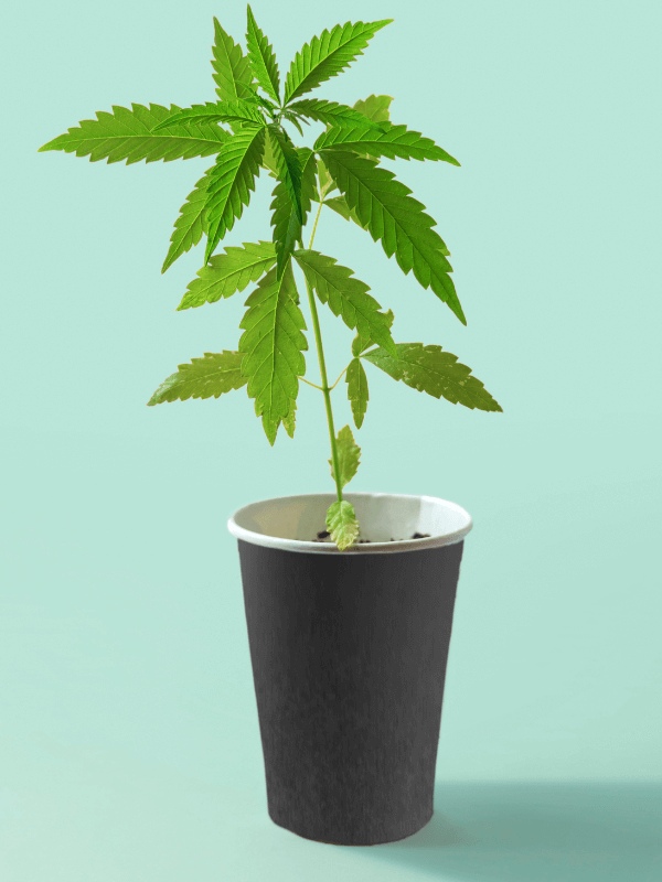 Cannabispflanze
