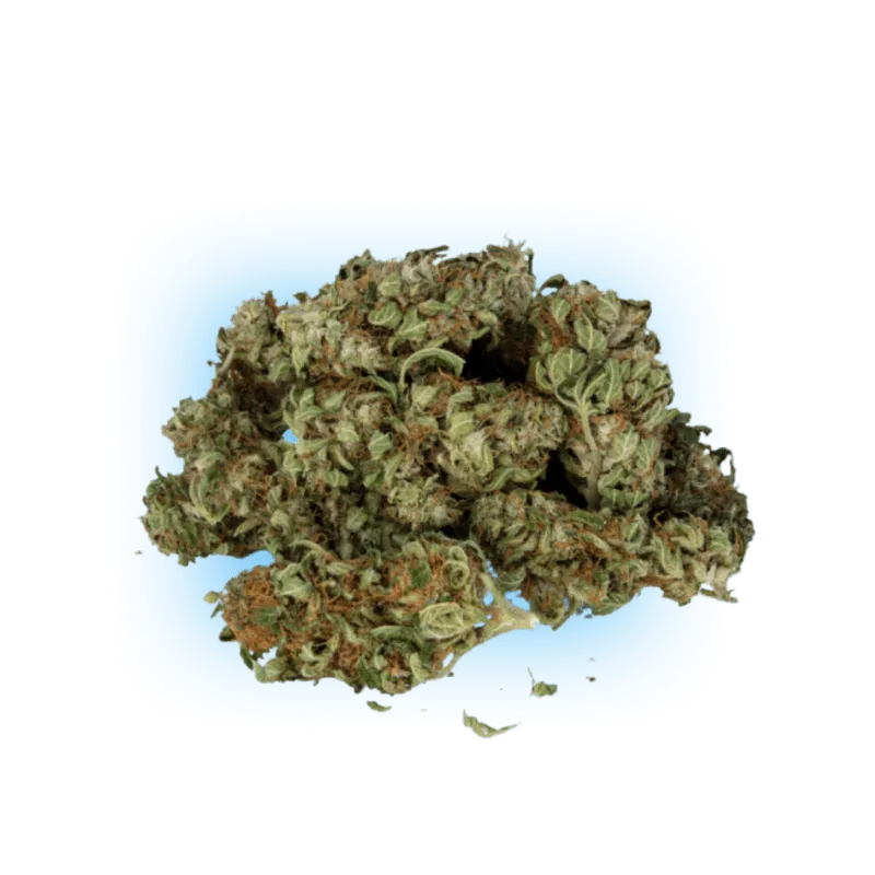 10-O Mr. Nice Guy 1g 10%-HHCFriends