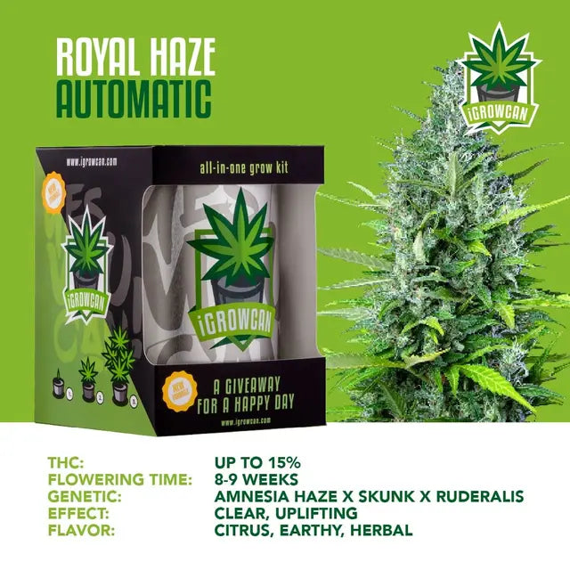 Alles-in-één kweekset: Royal Haze Auto (iGrowCan)