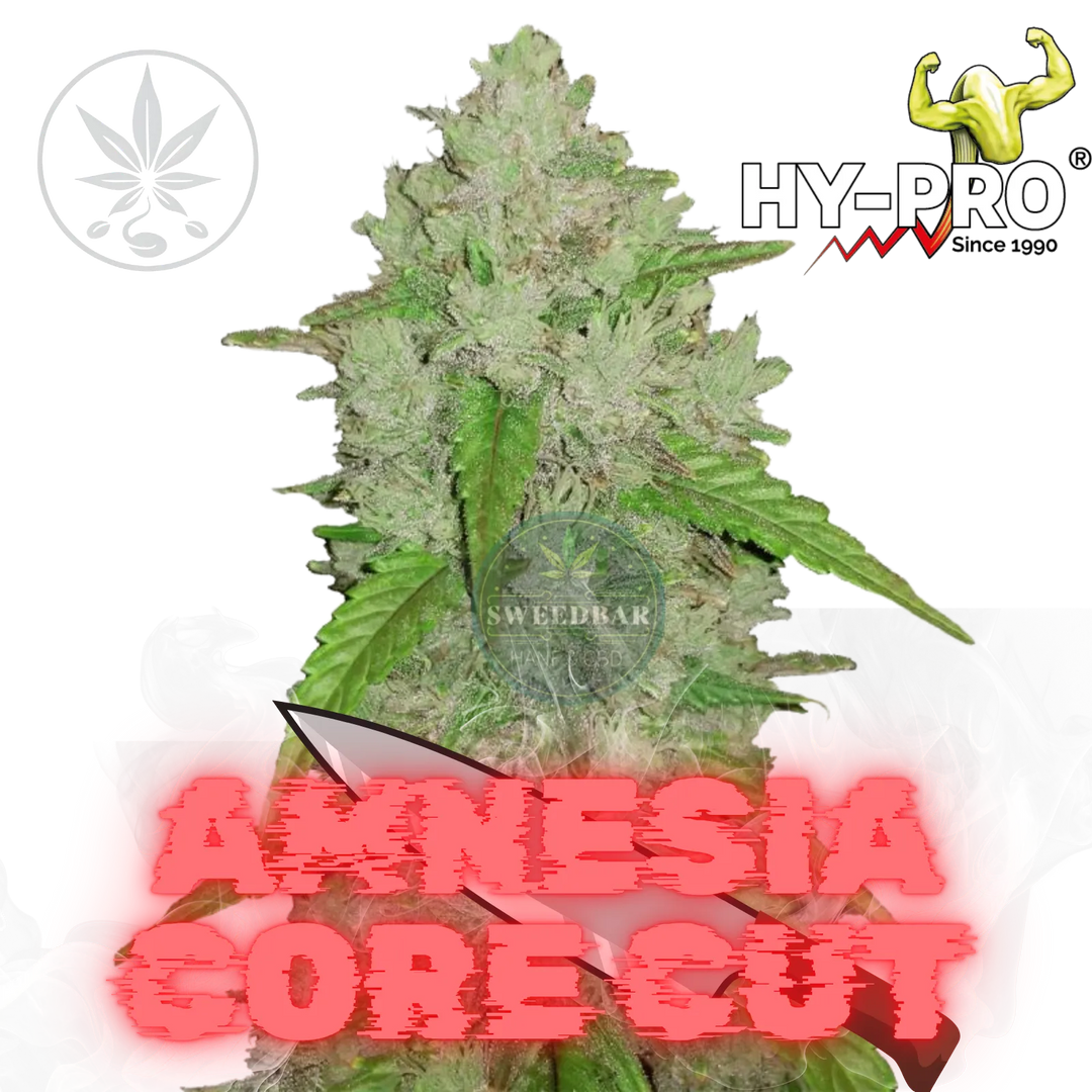 Cannabis Stecklinge Amnesia Core Cut-HHCFriends