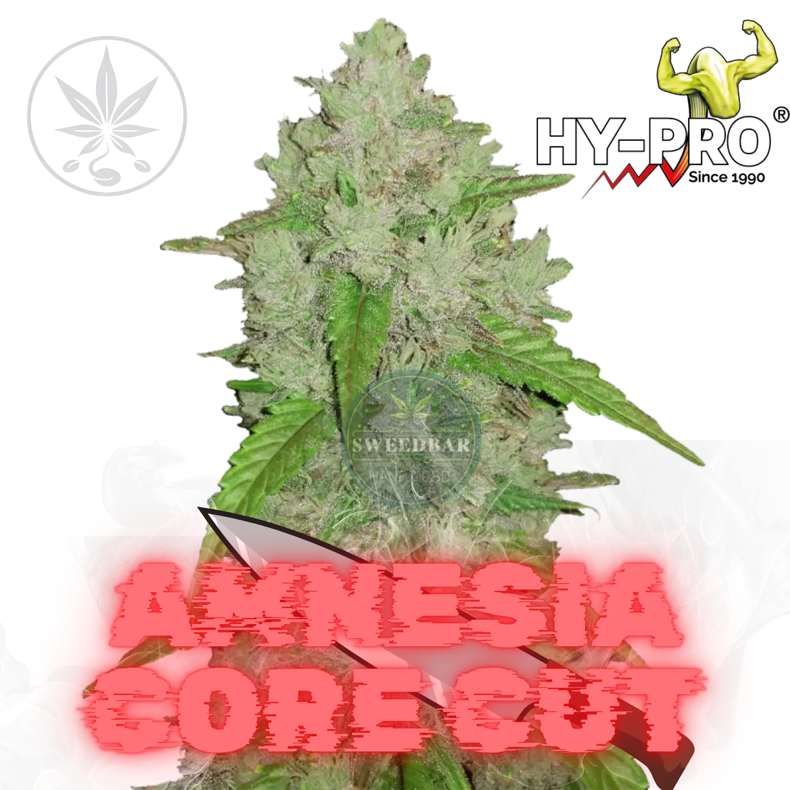 Cannabis Stecklinge Amnesia Core Cut-HHCFriends