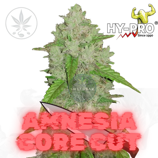 Cannabis Stecklinge Amnesia Core Cut-HHCFriends