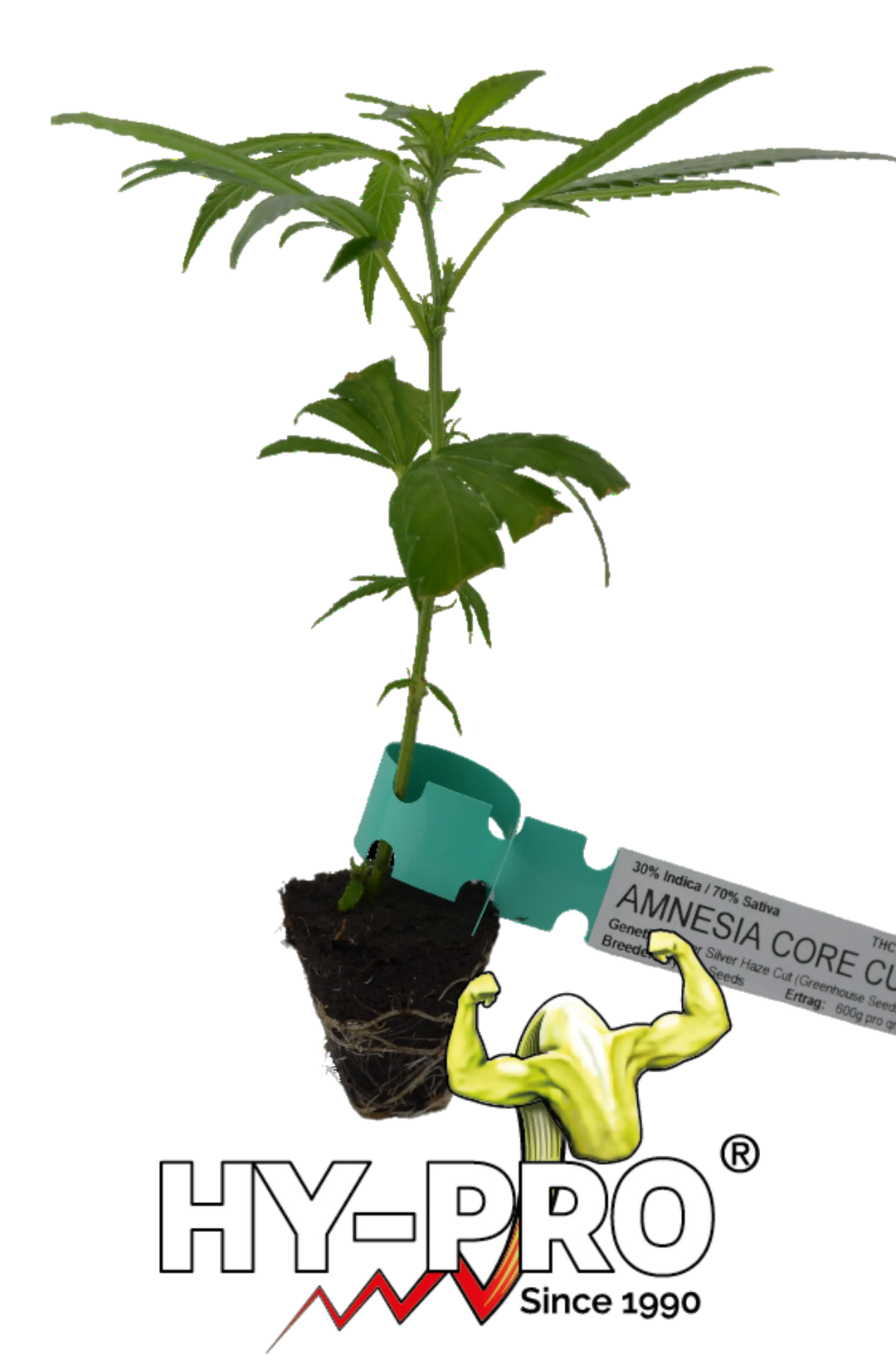 Cannabis Stecklinge Amnesia Core Cut HHCFriends