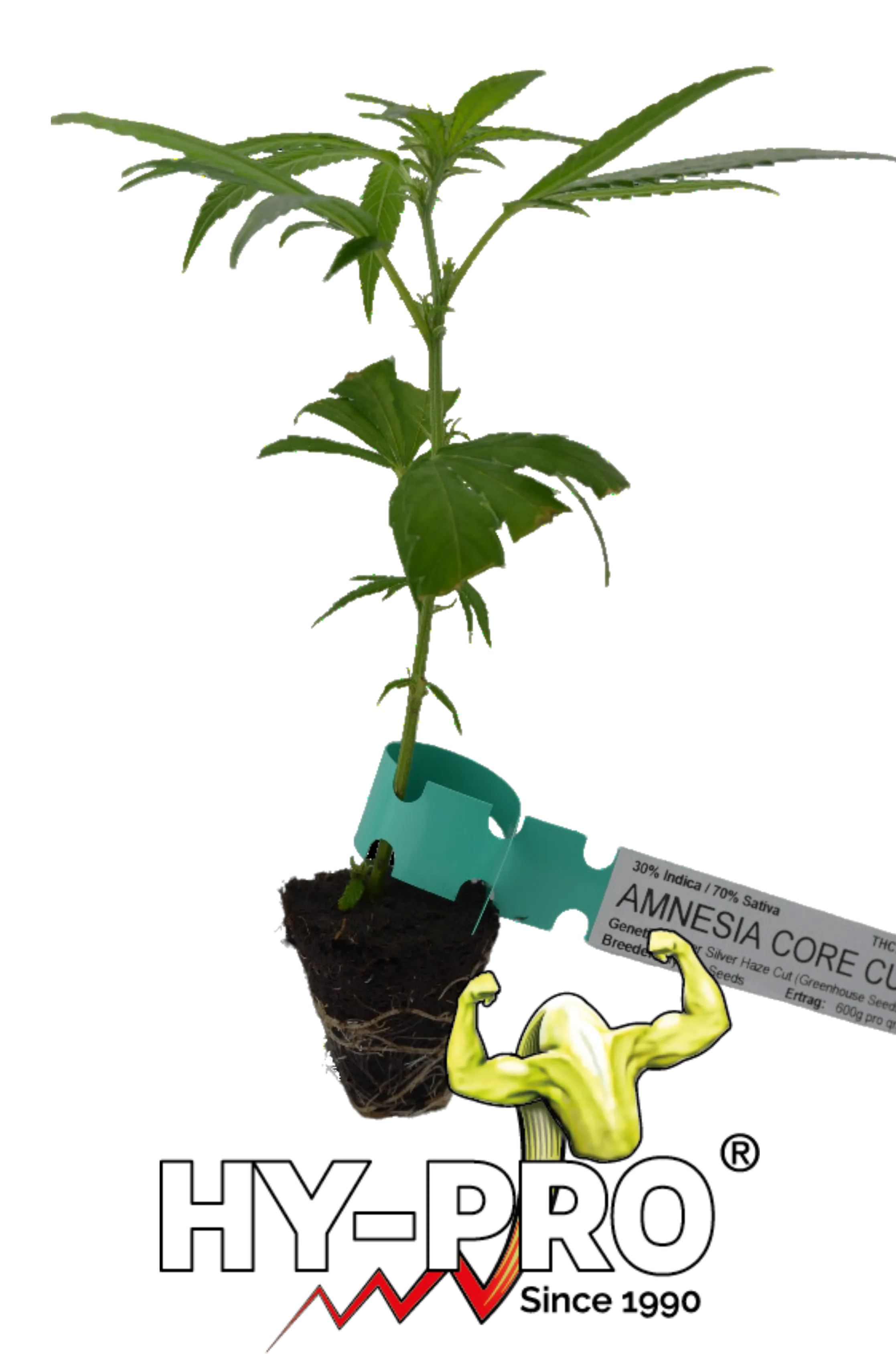 Cannabis Stecklinge Amnesia Core Cut HHCFriends