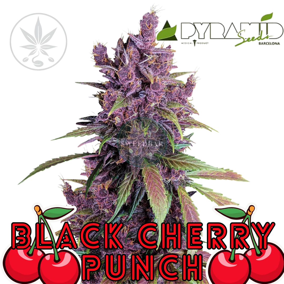 Cannabis Steckling Black Cherry Punch-HHCFriends