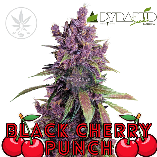 Cannabis Steckling Black Cherry Punch-HHCFriends