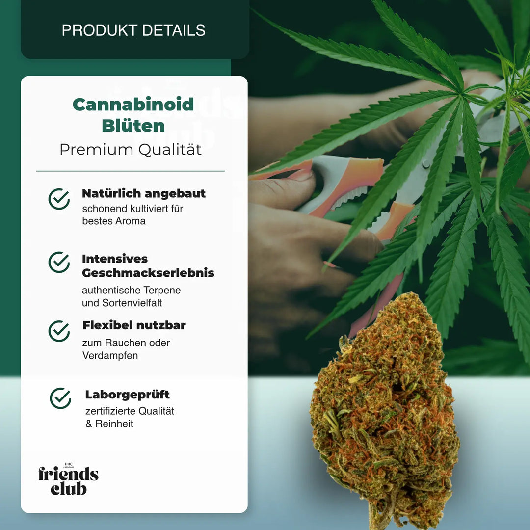 PHCP Blüte Cherry Pie - hhcfriends