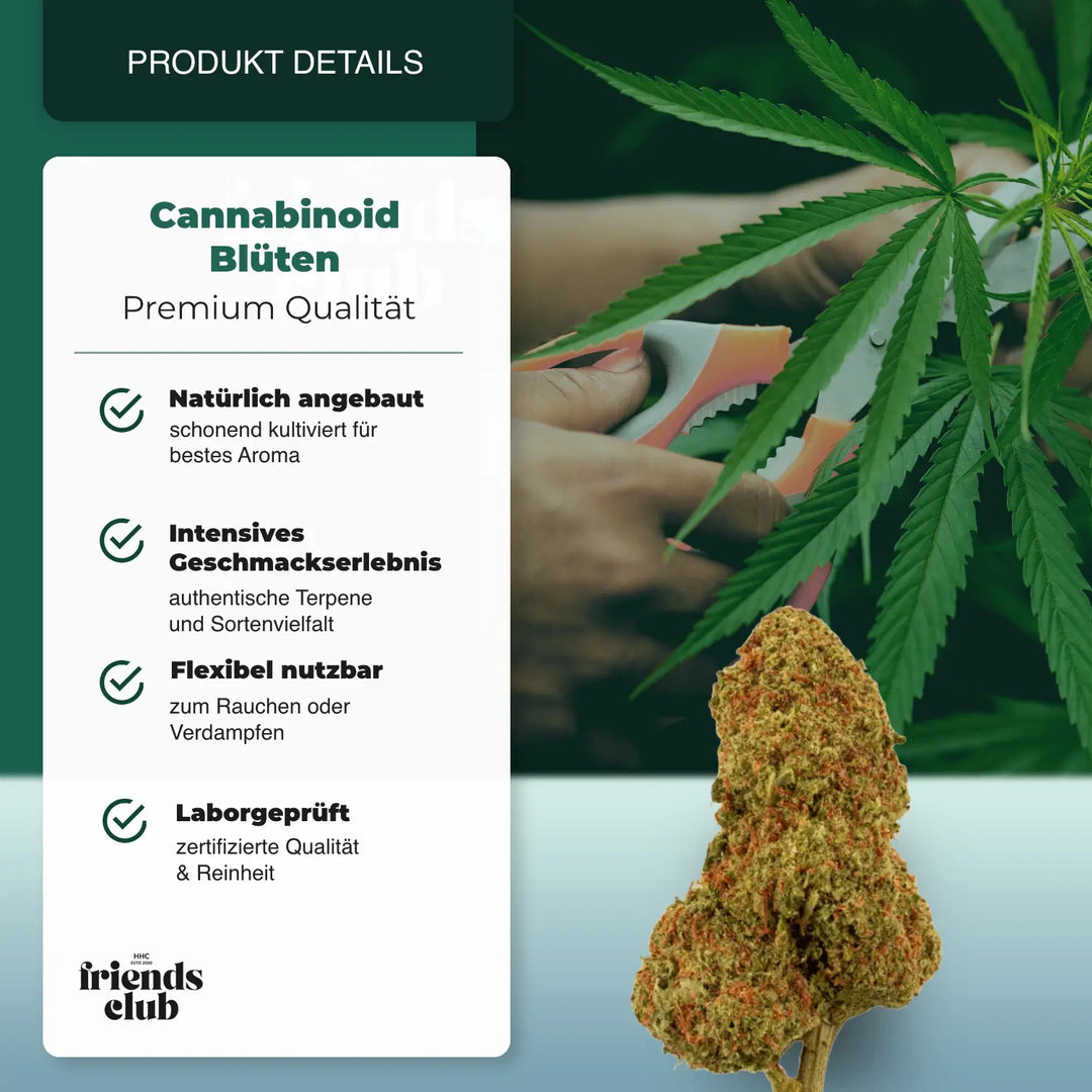 PHCP Blüte Candy Kush - hhcfriends
