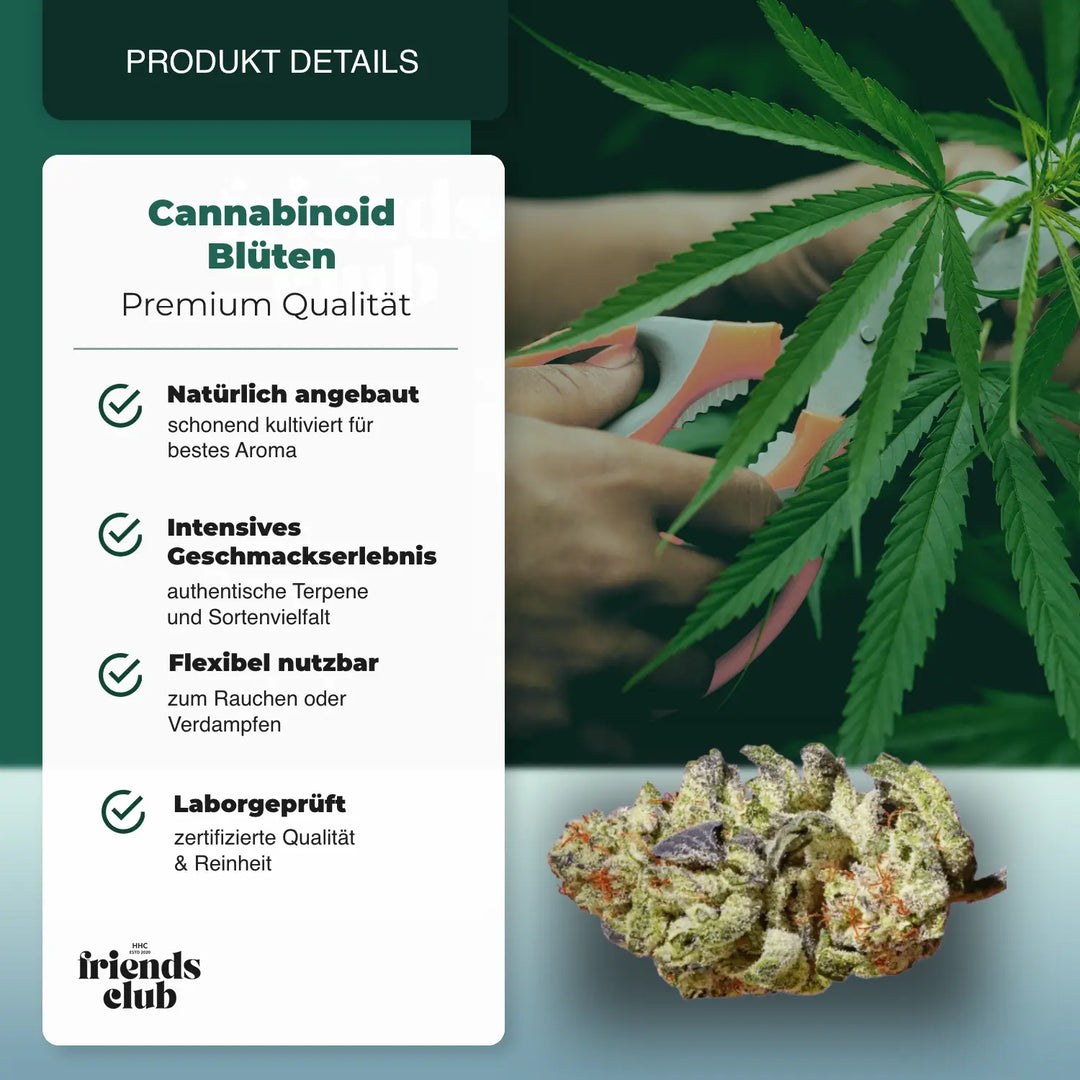 CBD Blüten Purple Haze 1g - hhcfriends