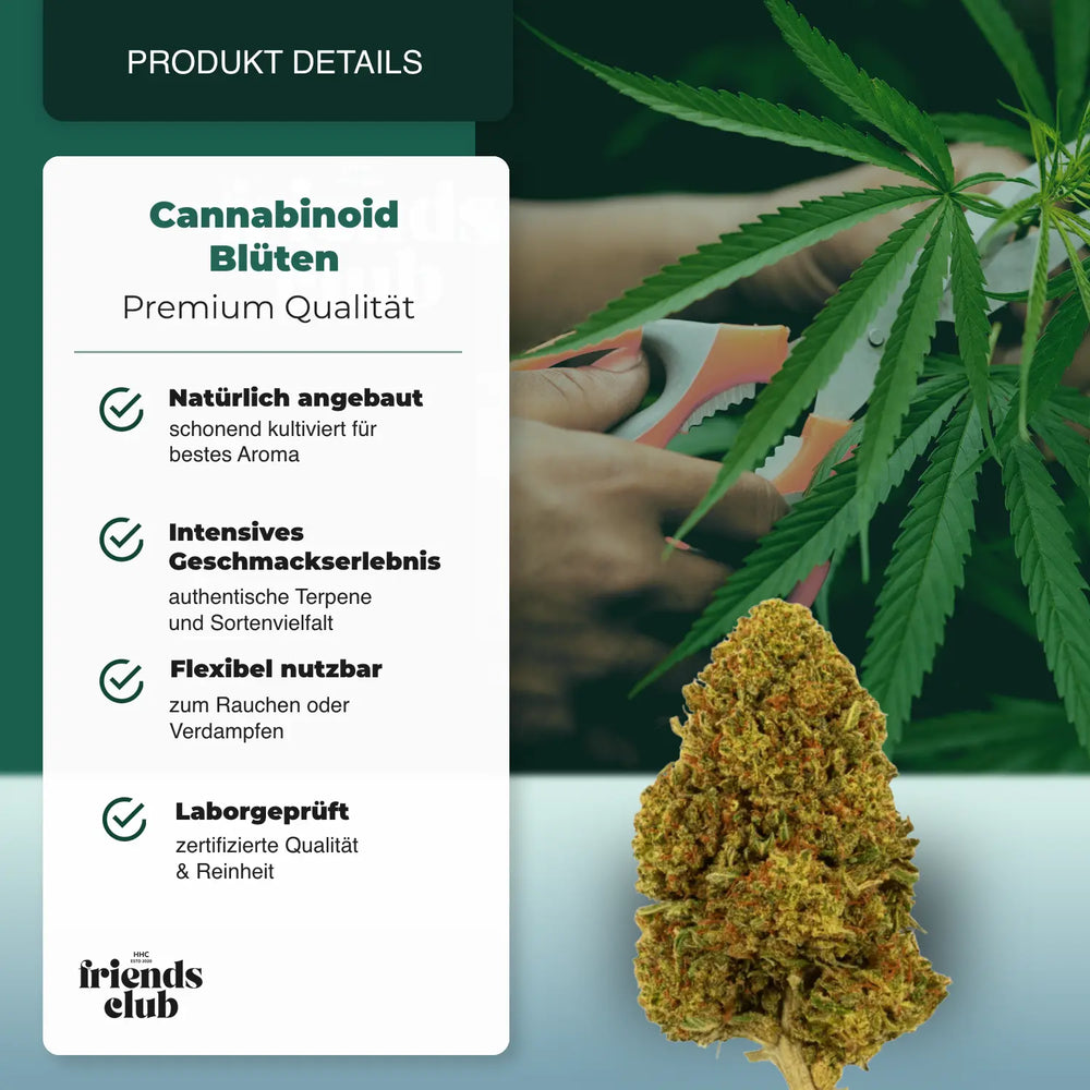 PHC Blüten Gelato #45 - hhcfriends