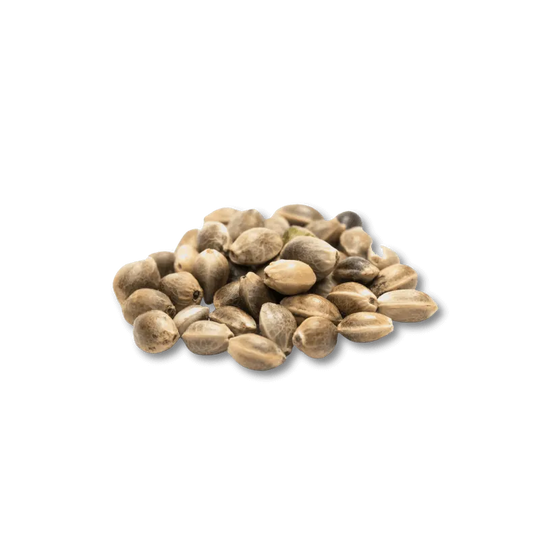 Cali Genetics Chocolate Mint OG 21,3% THC 🌱 Auto Flowering | 3 Samen HHCFriends