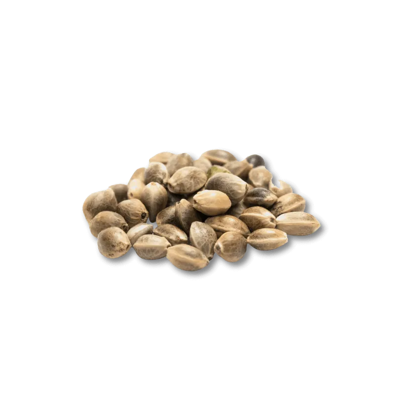 Cali Genetics Purple Milkshake 32,6% THC 🌱 3 Samen HHCFriends