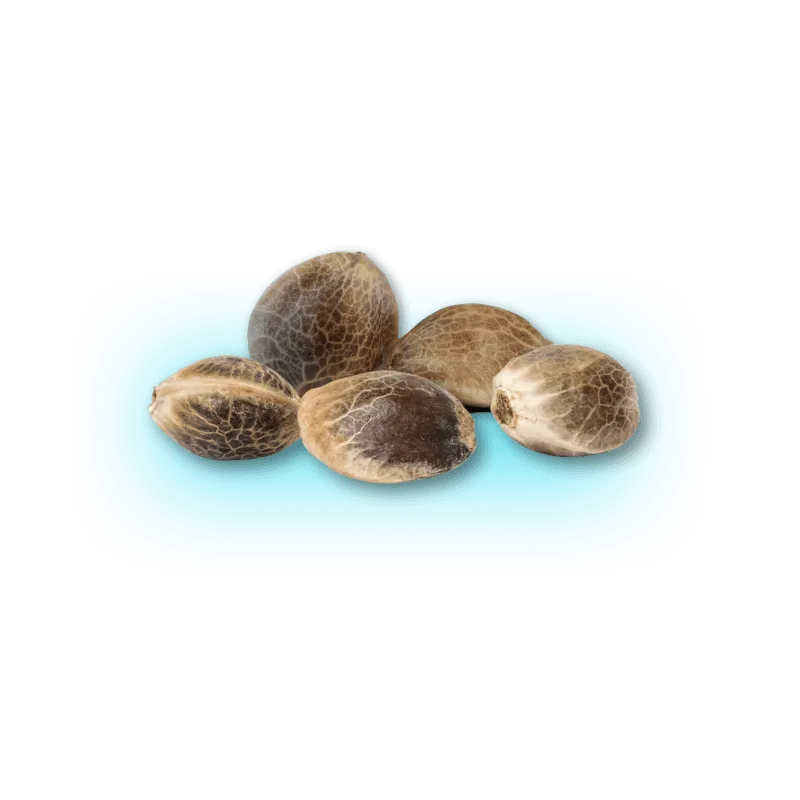 Cannabis Samen Automatik Mix Pack 5 Stück-HHCFriends