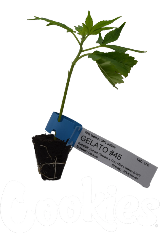 Premium Cannabis Stecklinge Gelato #45 HHCFriends