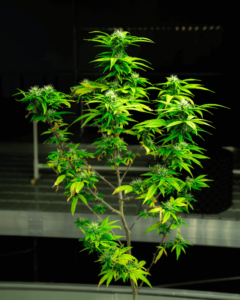 Große einzelne Cannabispflanze