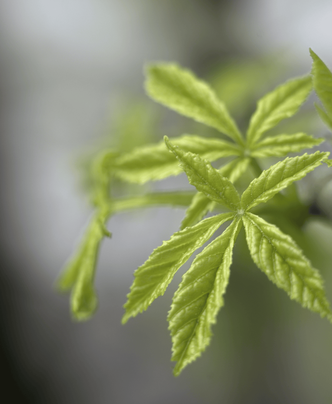 Blätter einer Cannabispflanze